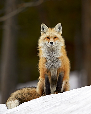 Red Fox (Vulpes vulpes) (Vulpes fulva) in the snow, Grand Teton National Park, Wyoming, United States of America, North America