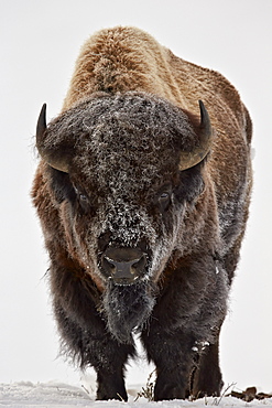 Bison (Bison bison) bull covered with frost in the winter, Yellowstone National Park, Wyoming, United States of America, North America