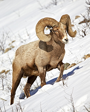 Bighorn Sheep (Ovis canadensis) ram in the snow, Yellowstone National Park, Wyoming, United States of America, North America