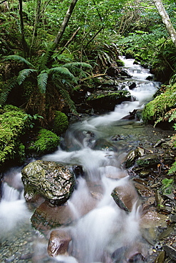 Stream through rainforest, Lewis Pass, South Island, New Zealand, Pacific