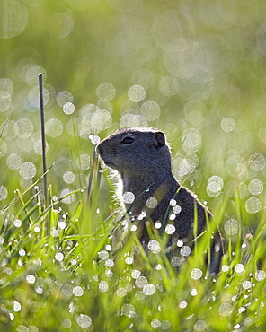 Uinta ground squirrel (Urocitellus armatus), Yellowstone National Park, Wyoming, United States of America, North America