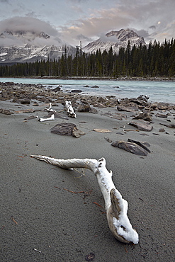 Snow-covered driftwood along the Athabasca River, Jasper National Park, UNESCO World Heritage Site, Alberta, Canada, North America