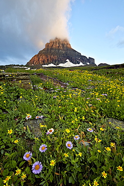 Alpine meadow, Glacier National Park, Montana, United States of America, North America