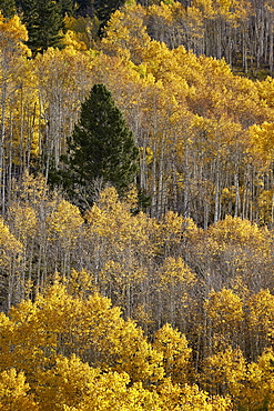 Yellow aspens and an evergreen in the fall, San Juan National Forest, Colorado, United States of America, North America