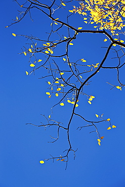 Yellow aspen leaves against a blue sky in the fall, Grand Mesa National Forest, Colorado, United States of America, North America