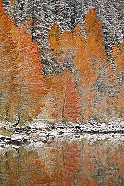 Orange aspens in the fall among evergreens covered with snow at a lake, Grand Mesa National Forest, Colorado, United States of America, North America