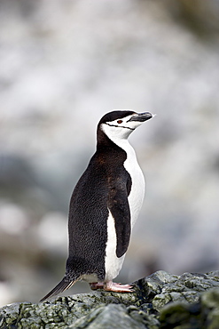 Chinstrap penguin (Pygoscelis antarctica), Ronge Island, Antarctic Peninsula, Antarctica, Polar Regions