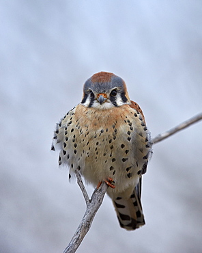 American kestrel (sparrow hawk) (Falco sparverius), male, Bosque del Apache National Wildlife Refuge, New Mexico, United States of America, North America