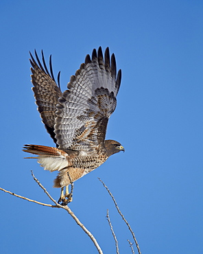 Red-tailed hawk (Buteo jamaicensis) taking off, Bosque del Apache National Wildlife Refuge, New Mexico, United States of America, North America 