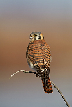 American kestrel (sparrow hawk) (Falco sparverius) female, Bosque del Apache National Wildlife Refuge, New Mexico, United States of America, North America 