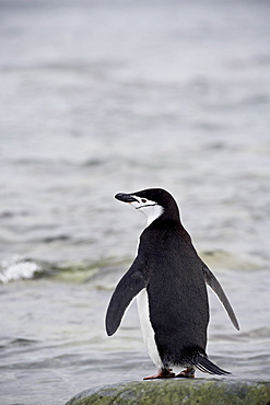 Chinstrap penguin (Pygoscelis antarctica), Ronge Island, Antarctic Peninsula, Antarctica, Polar Regions