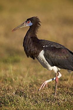 Abdim's stork (Ciconia abdimii), Ngorongoro Crater, Tanzania, East Africa, Africa 