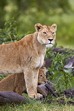 Lion (Panthera Leo) female and cub, Ngorongoro Crater, Tanzania, East Africa, Africa 