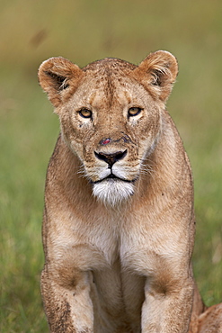 Lion (Panthera Leo) female (lioness), Ngorongoro Crater, Tanzania, East Africa, Africa 