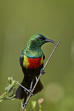 Beautiful sunbird (Cinnyris pulchella), male, Ngorongoro Conservation Area, Serengeti, Tanzania, East Africa, Africa 