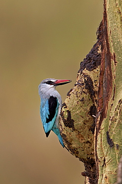 Woodland kingfisher (Halcyon senegalensis), Serengeti National Park, Tanzania, East Africa, Africa