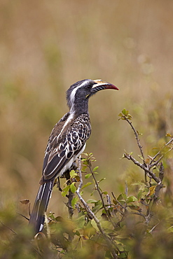 African grey hornbill (African gray hornbill) (Tockus nasutus), female, Serengeti National Park, Tanzania, East Africa, Africa