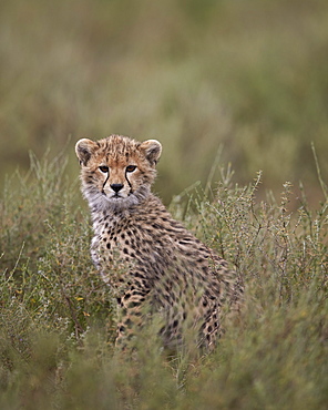 Cheetah (Acinonyx jubatus) cub, Serengeti National Park, Tanzania, East Africa, Africa