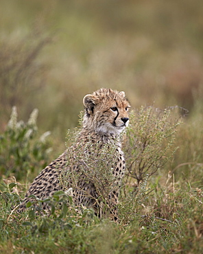 Cheetah (Acinonyx jubatus) cub, Serengeti National Park, Tanzania, East Africa, Africa