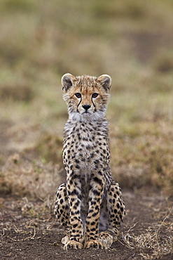 Cheetah (Acinonyx jubatus) cub, Serengeti National Park, Tanzania, East Africa, Africa