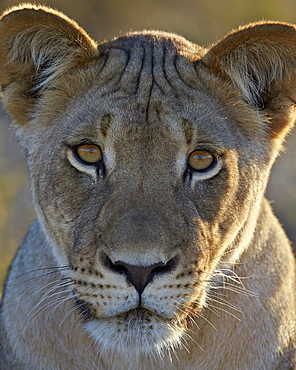 Lioness (Panthera leo), Kgalagadi Transfrontier Park, encompassing the former Kalahari Gemsbok National Park, South Africa, Africa