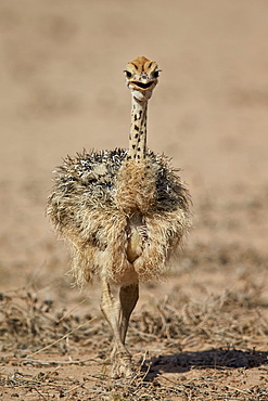 Common ostrich (Struthio camelus) chick, Kgalagadi Transfrontier Park, encompassing the former Kalahari Gemsbok National Park, South Africa, Africa