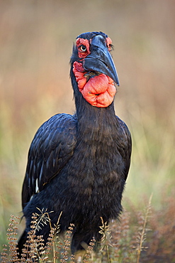 Southern ground-hornbill (ground hornbill) (Bucorvus leadbeateri), male, Kruger National Park, South Africa, Africa