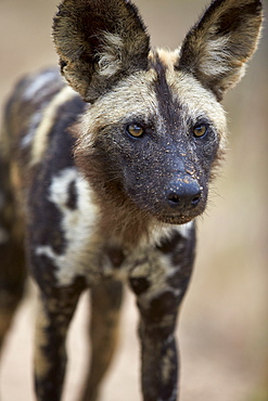 African wild dog (African hunting dog) (Cape hunting dog) (Lycaon pictus), Kruger National Park, South Africa, Africa