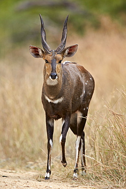 Bushbuck (imbabala) (Tragelaphus sylvaticus) buck, Kruger National Park, South Africa, Africa