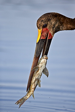 Saddle-billed stork (Ephippiorhynchus senegalensis) with a fish, Kruger National Park, South Africa, Africa