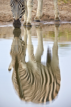 Common zebra (plains zebra) (Burchell's zebra) (Equus burchelli) reflection, Kruger National Park, South Africa, Africa