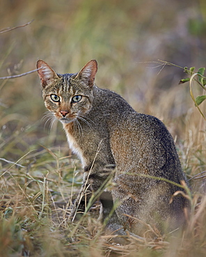 African wild cat (Felis silvestris lybica), Kruger National Park, South Africa, Africa