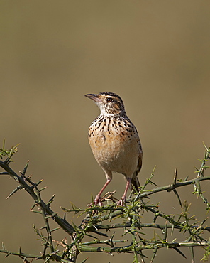 African pipit (grassland pipit) (grassveld pipit) (Anthus cinnamomeus), Ngorongoro Conservation Area, UNESCO World Heritage Site, Serengeti, Tanzania, East Africa, Africa