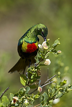 Beautiful sunbird (Cinnyris pulchella), female, Ngorongoro Conservation Area, UNESCO World Heritage Site, Serengeti, Tanzania, East Africa, Africa