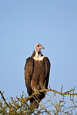 Hooded vulture (Necrosyrtes monachus), Ngorongoro Conservation Area, UNESCO World Heritage Site, Serengeti, Tanzania, East Africa, Africa