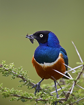 Superb starling (Lamprotornis superbus) with an insect, Ngorongoro Conservation Area, UNESCO World Heritage Site, Serengeti, Tanzania, East Africa, Africa