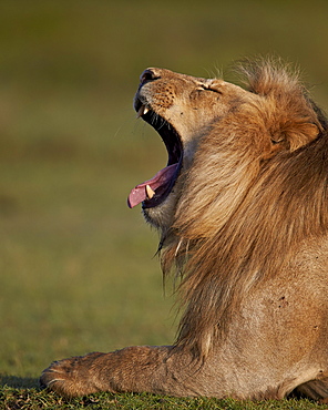 Lion (Panthera leo) yawning, Ngorongoro Conservation Area, UNESCO World Heritage Site, Serengeti, Tanzania, East Africa, Africa