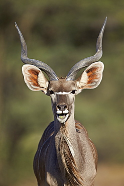 Greater kudu (Tragelaphus strepsiceros) buck with his mouth open, Kgalagadi Transfrontier Park encompassing the former Kalahari Gemsbok National Park, South Africa, Africa