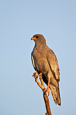 Southernpale chanting goshawk (Melierax canorus), Kgalagadi Transfrontier Park encompassing the former Kalahari Gemsbok National Park, South Africa, Africa