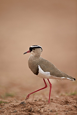 Crowned plover (crowned lapwing) (Vanellus coronatus), Kgalagadi Transfrontier Park encompassing the former Kalahari Gemsbok National Park, South Africa, Africa