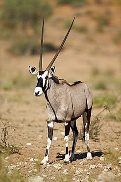 Gemsbok (South African oryx) (Oryx gazella), Kgalagadi Transfrontier Park encompassing the former Kalahari Gemsbok National Park, South Africa, Africa