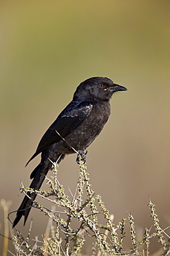 Fork-tailed drongo (Dicrurus adsimilis), Kgalagadi Transfrontier Park encompassing the former Kalahari Gemsbok National Park, South Africa, Africa