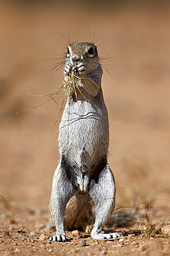 Cape ground squirrel (Xerus inauris) eating, Kgalagadi Transfrontier Park, encompassing the former Kalahari Gemsbok National Park, South Africa, Africa