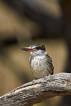 Striped kingfisher (Halcyon chelicuti), Kgalagadi Transfrontier Park, encompassing the former Kalahari Gemsbok National Park, South Africa, Africa