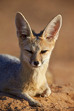 Cape fox (Cama fox) (silver-backed fox) (Vulpes chama), Kgalagadi Transfrontier Park, encompassing the former Kalahari Gemsbok National Park, South Africa, Africa