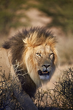 Lion (Panthera leo), Kgalagadi Transfrontier Park, encompassing the former Kalahari Gemsbok National Park, South Africa, Africa