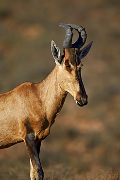 Red hartebeest (Alcelaphus buselaphus), Karoo National Park, South Africa, Africa