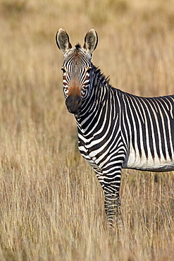 Cape mountain zebra (Equus zebra zebra), Mountain Zebra National Park, South Africa, Africa