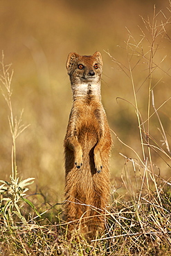 Yellow mongoose (Cynictis penicillata) prairiedogging, Mountain Zebra National Park, South Africa, Africa