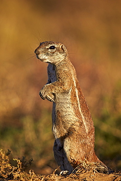 Cape ground squirrel (Xerus inauris) prairiedogging, Mountain Zebra National Park, South Africa, Africa